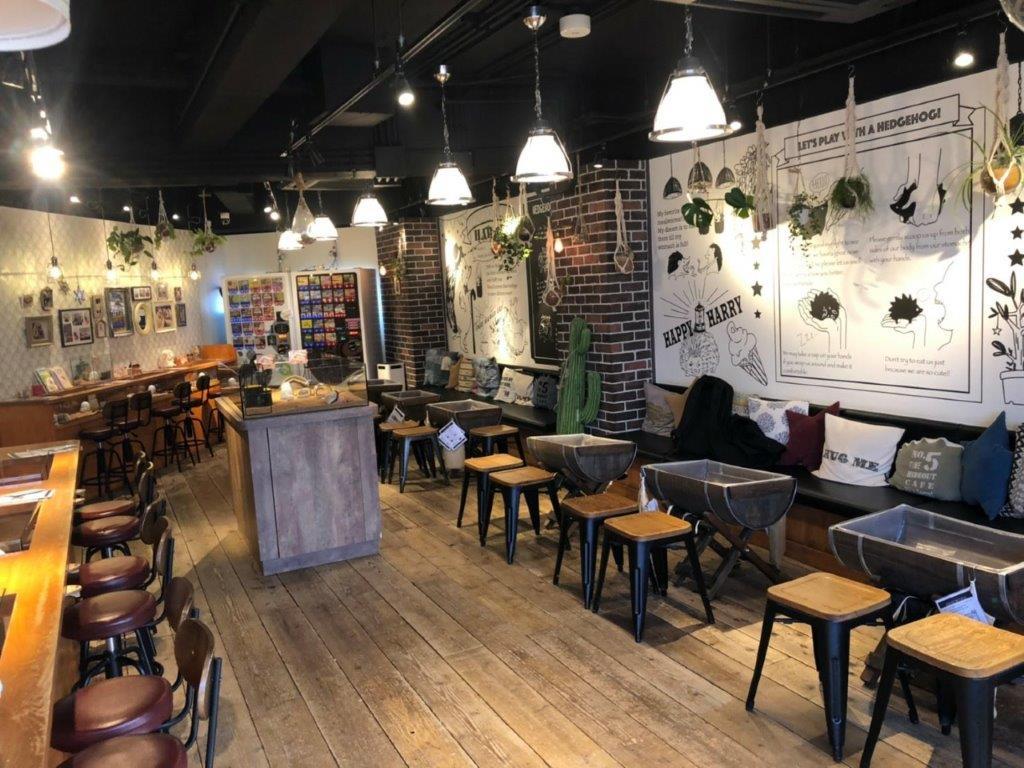 Entrada al Hedgehog Café en Harajuku - Imagen 2