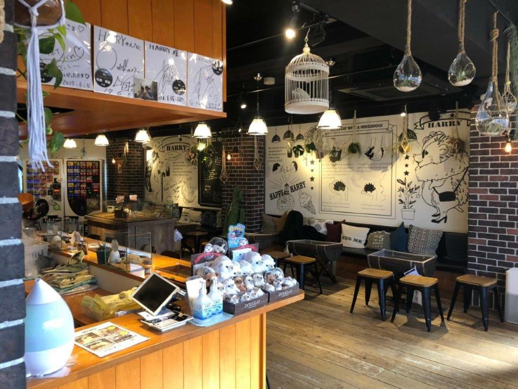 Entrada al Hedgehog Café en Harajuku - Imagen 3