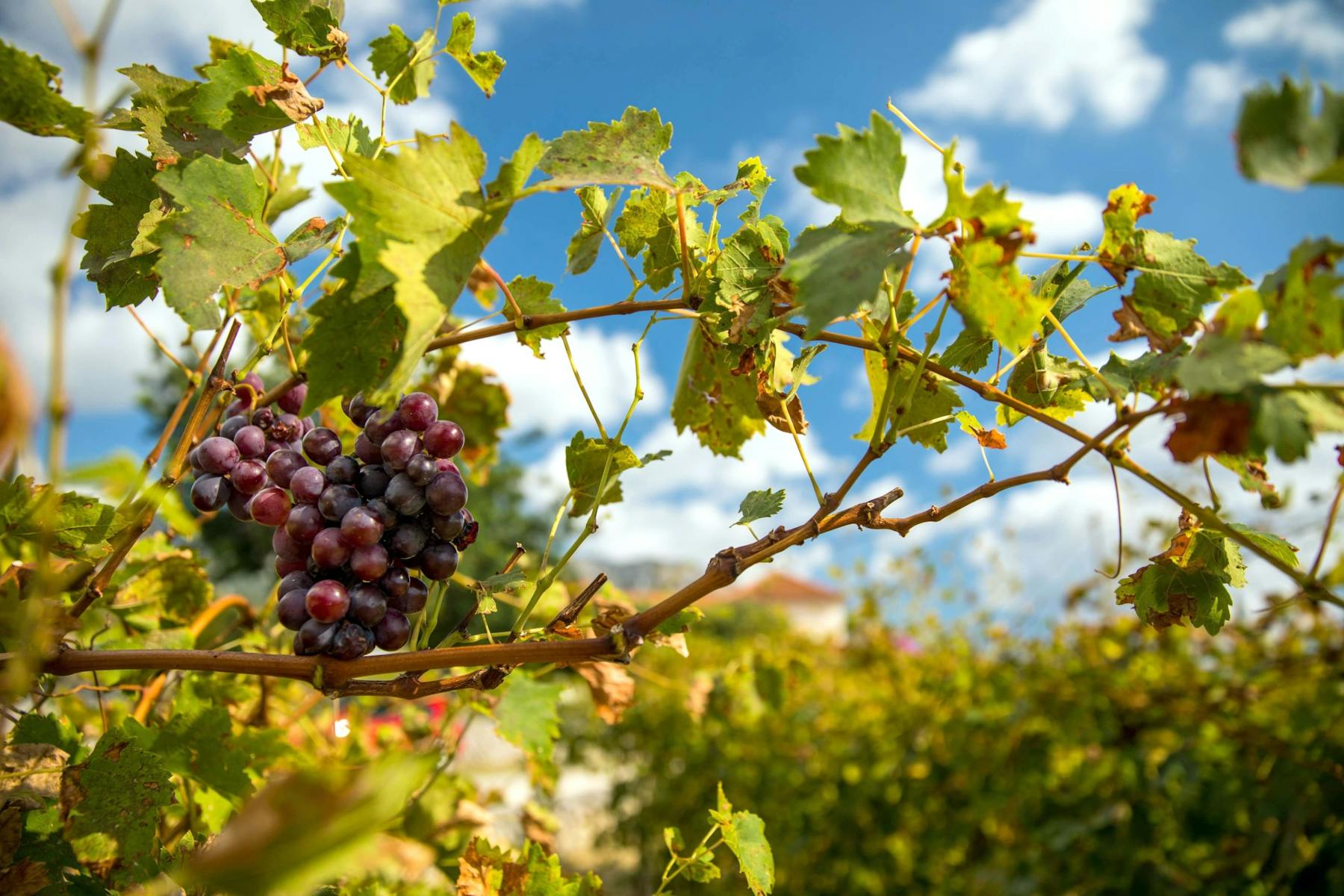 Excursión vinícola al valle de Konavle desde Dubrovnik con viaje en tren y cata de vinos. - Imagen 2