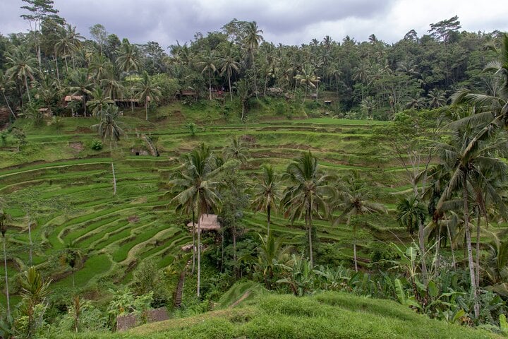Excursión de medio día a Ubud y Tampak Siring desde Bali - Imagen 4