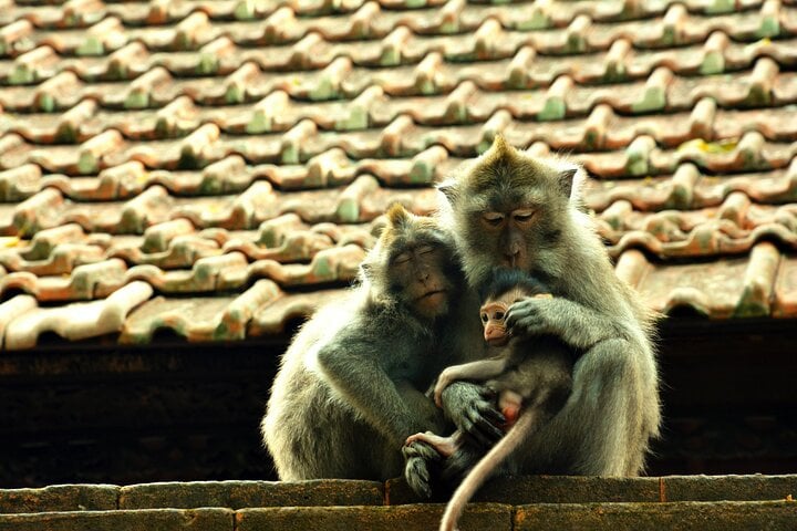 Surface of Ubud Private Tour - Imagen 3