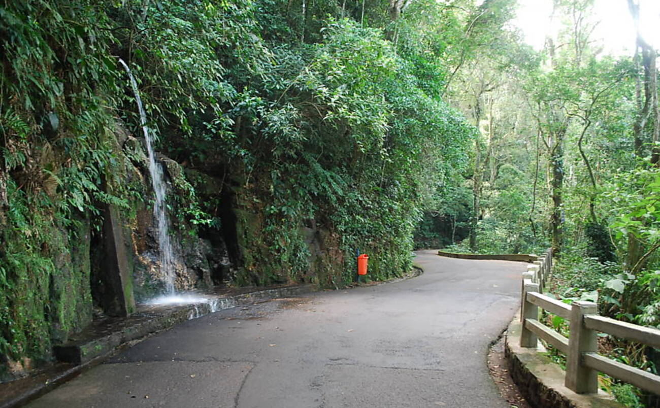 Tour Ecológico Bosque de Tijuca y Jardín Botánico - Entrada incluida - Imagen 2