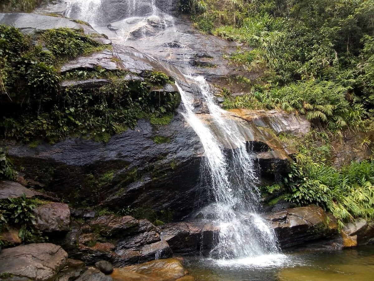 Tour Ecológico Bosque de Tijuca y Jardín Botánico - Entrada incluida - Imagen 4