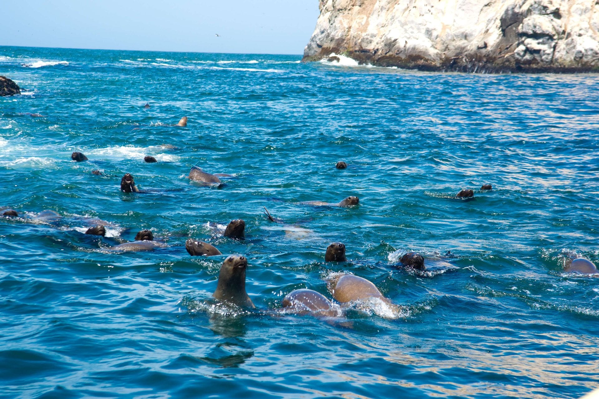 Nado con lobos marinos y traslados - Imagen 2