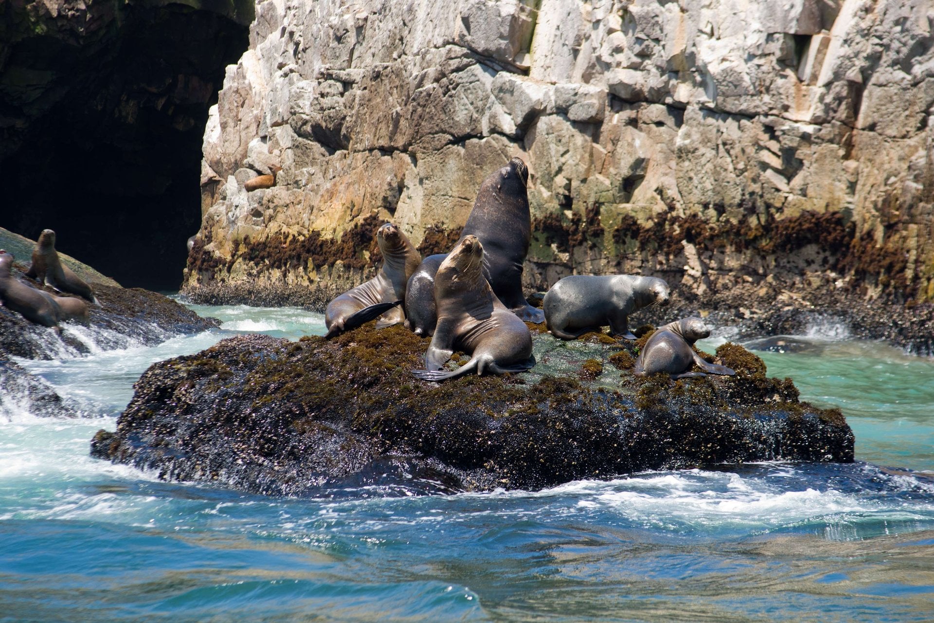 Nado con lobos marinos y traslados - Imagen 4