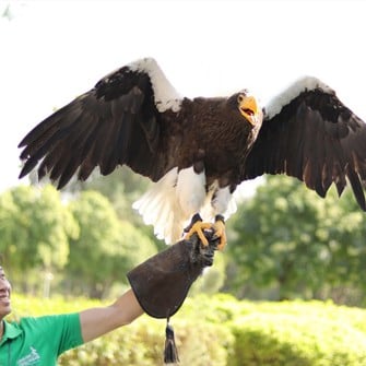 Espectáculo de aves exóticas - Imagen 3