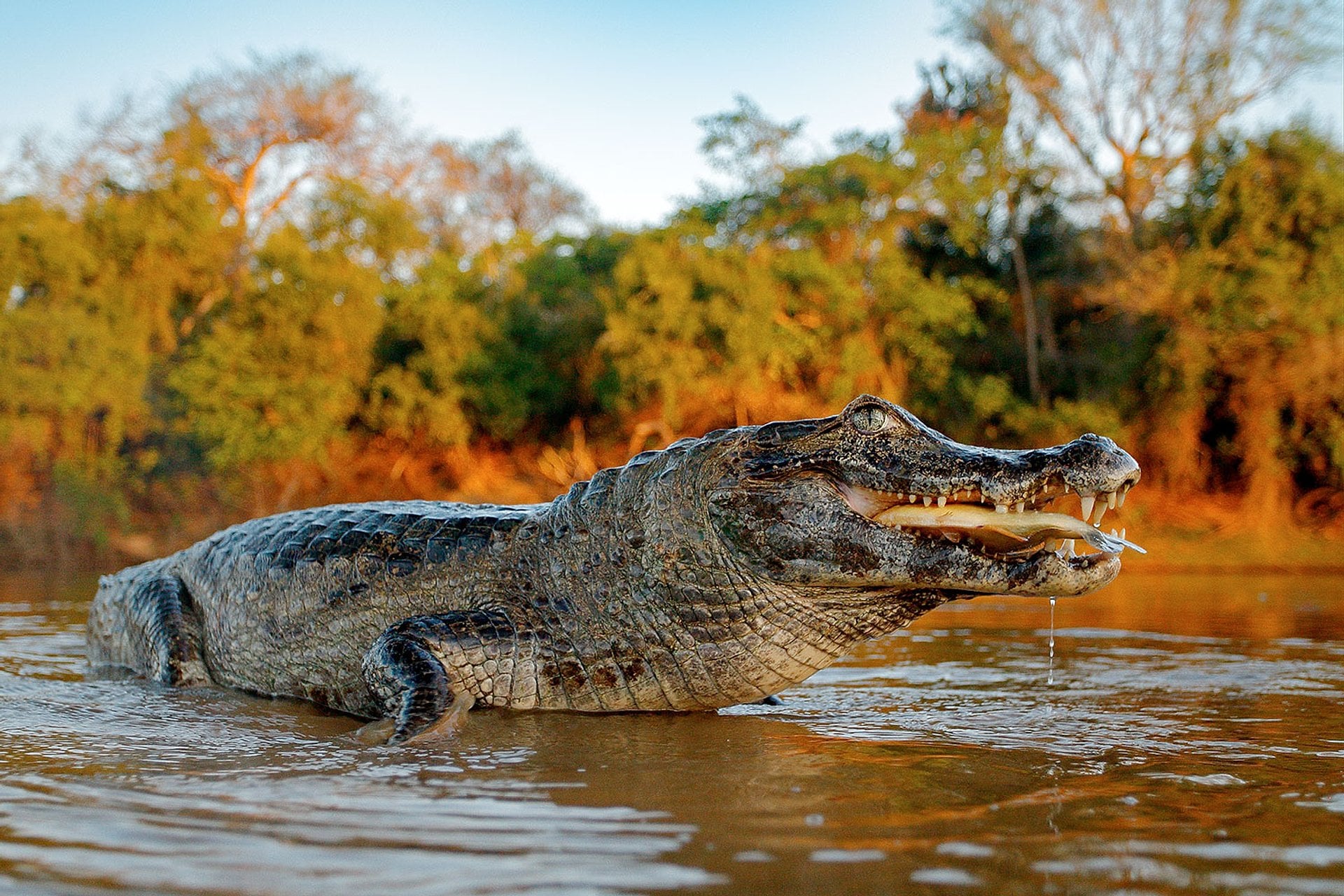 Selva de Iquitos: 4 días/3 noches - Imagen 2
