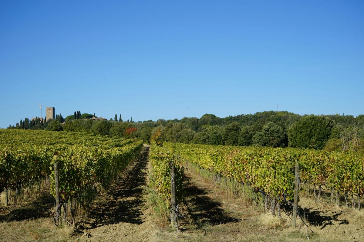 Montepulciano, Montalcino y Cortona - Imagen 4