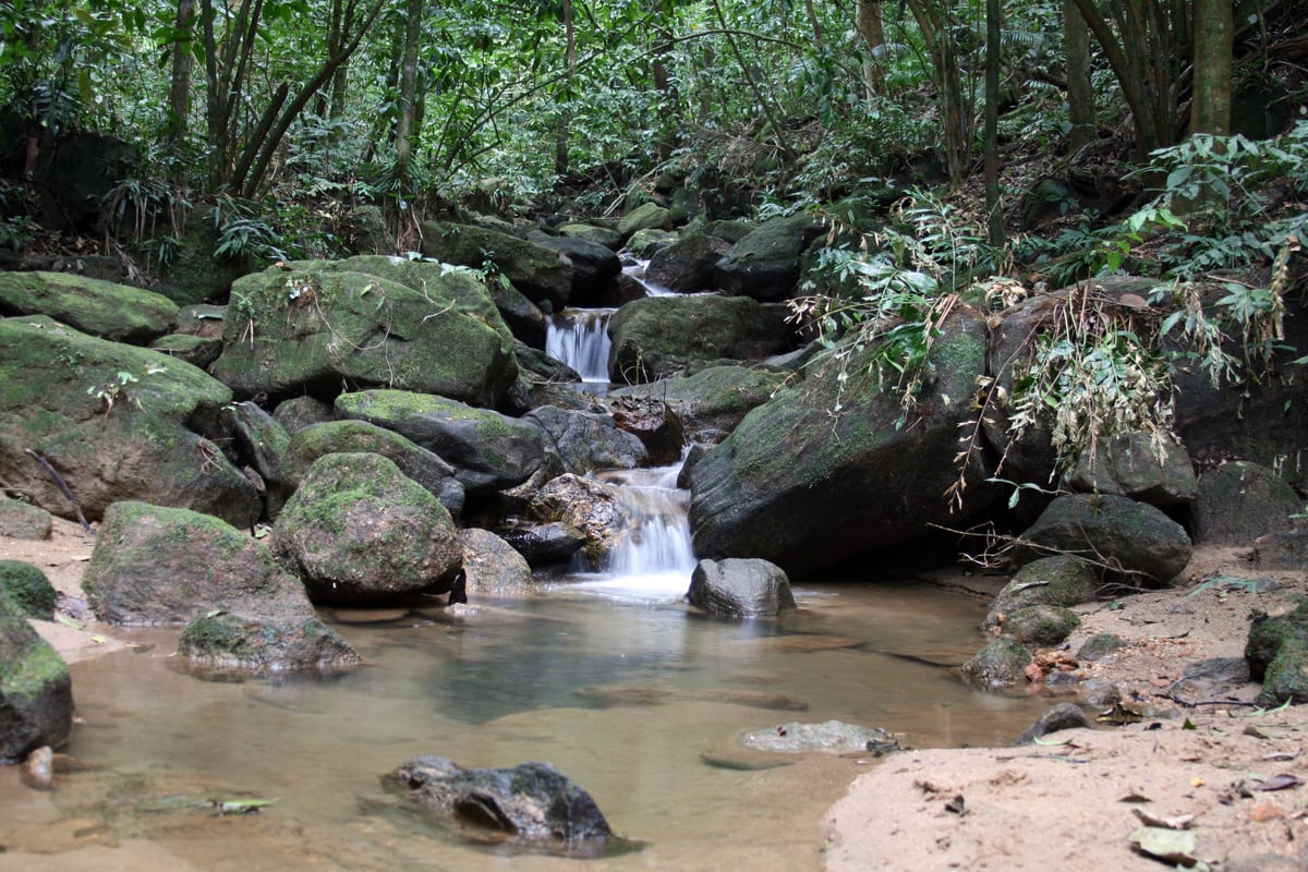 Parque Nacional de Tijuca y Jardín Botánico - Visita guiada y traslado - Imagen 2