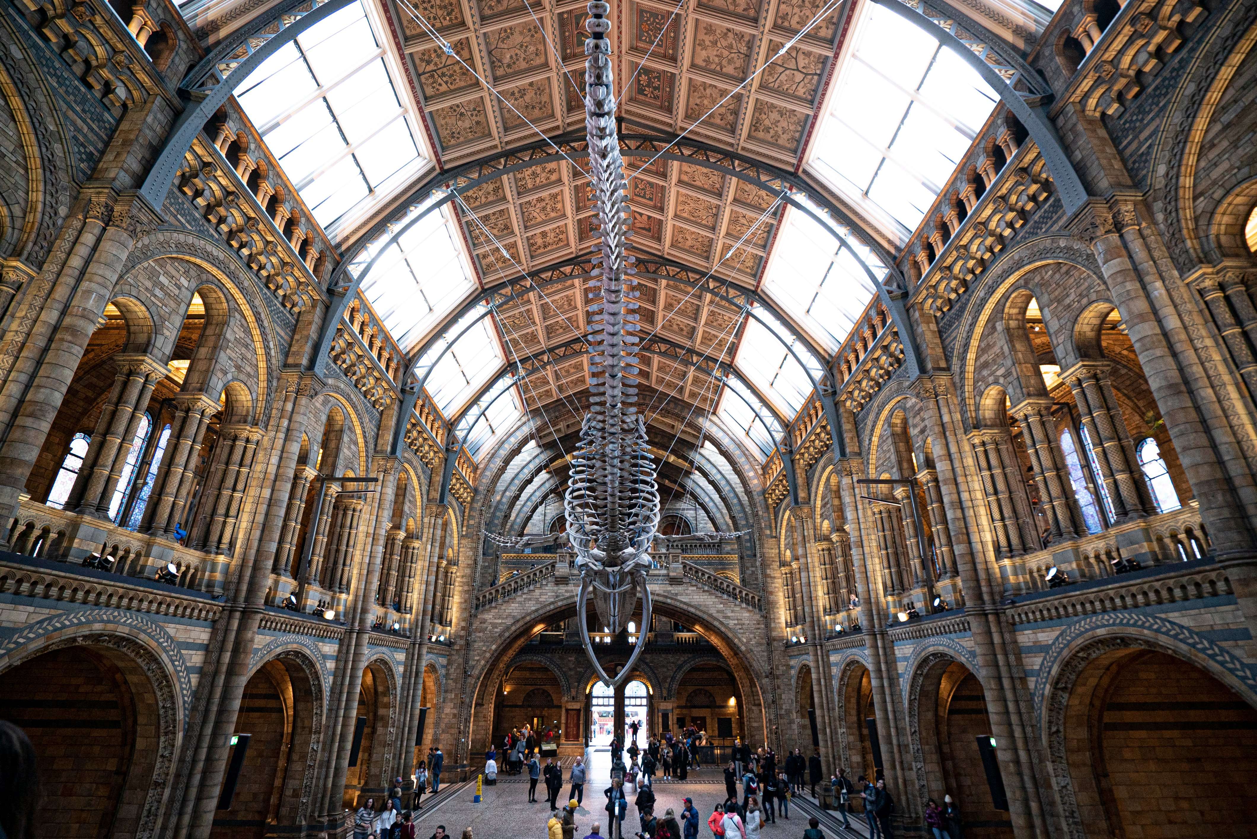 Visita guiada al Museo de Historia Natural - Imagen 2