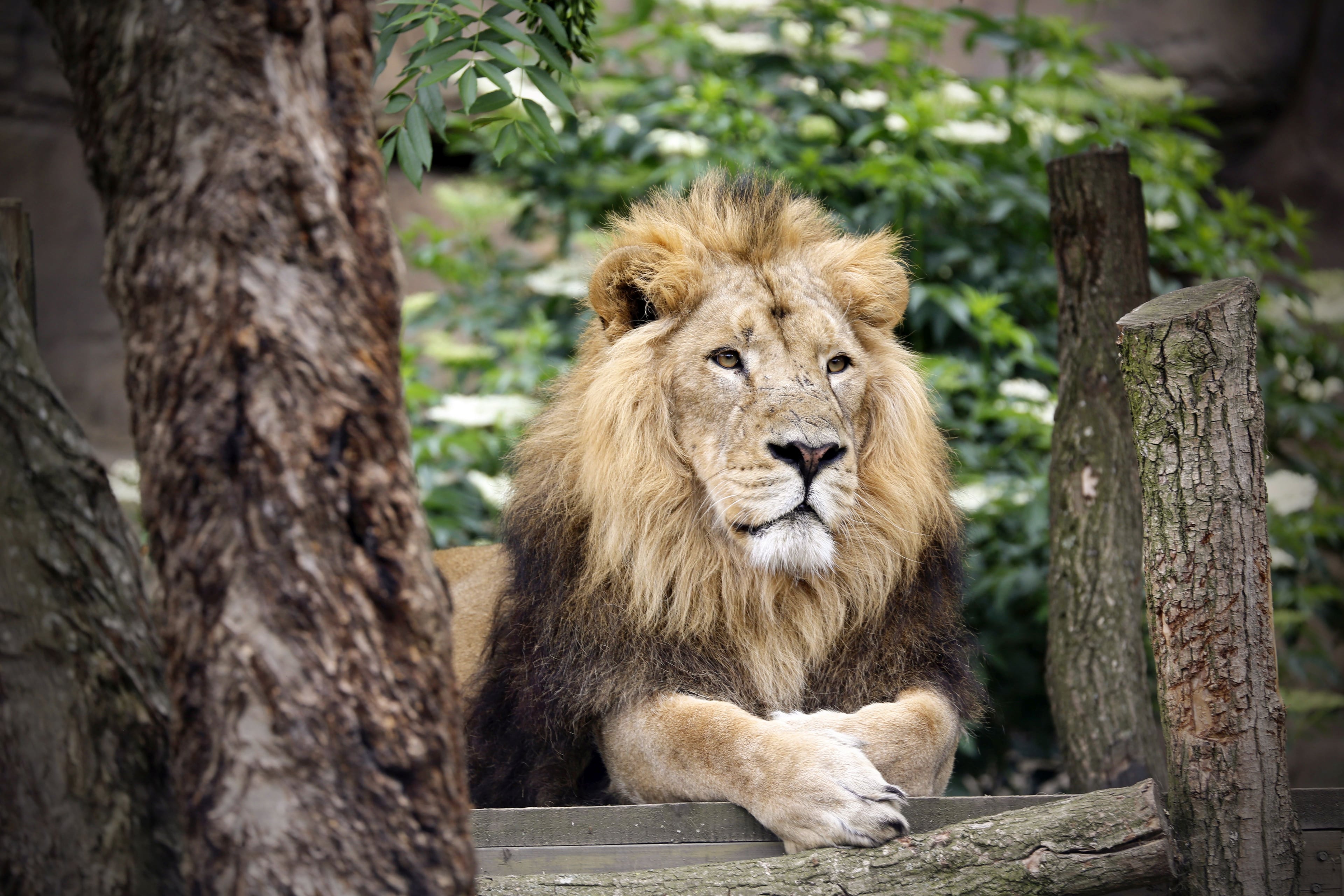 Visite el Zoológico de Londres - Imagen 2