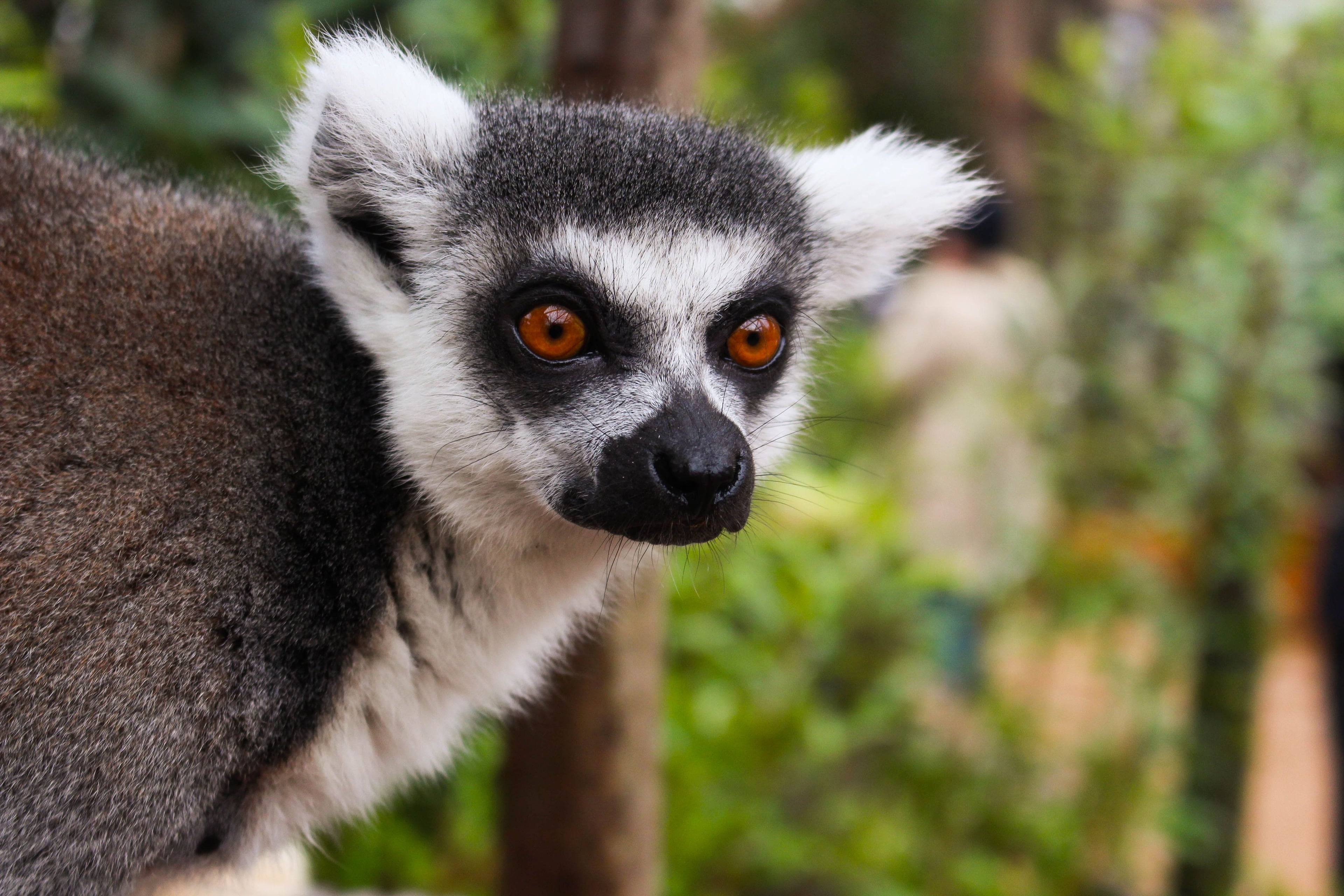 Visite el Zoológico de Londres - Imagen 3