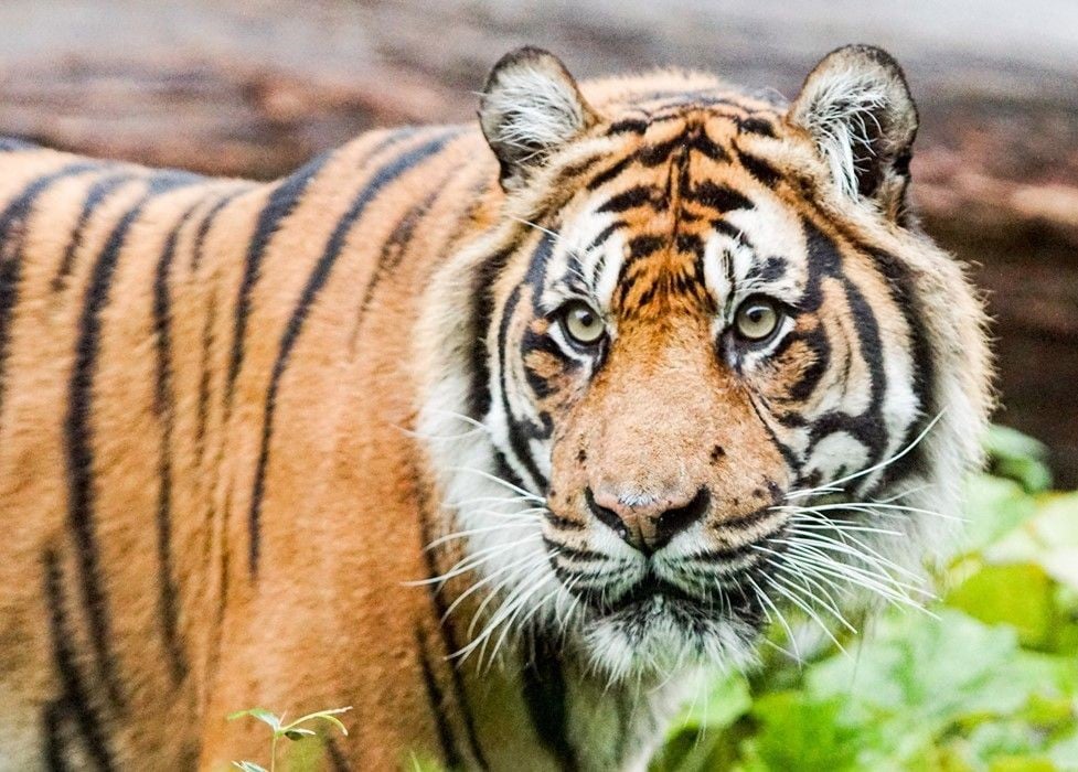 Visite el Zoológico de Londres - Imagen 4