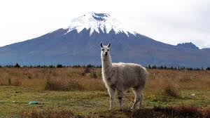 Cotopaxi and Quilotoa Full day - Imagen 3