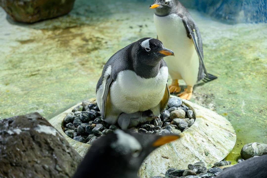 SEA LIFE Birmingham - Imagen 3
