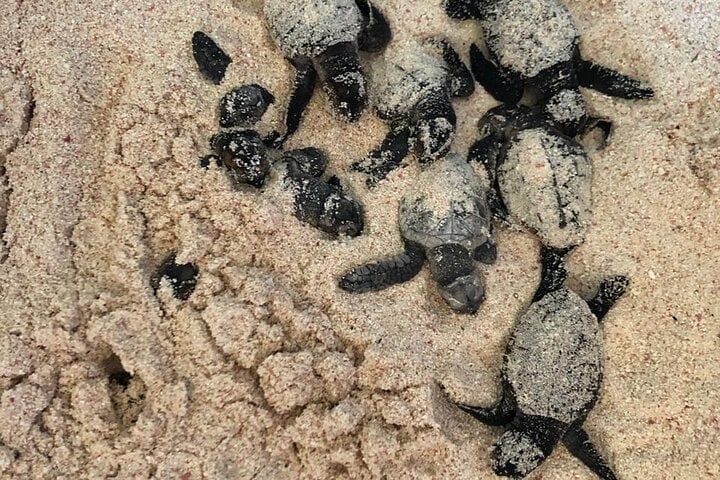 Passeio de lancha rápida na Ilha Saona com almoço e mergulho em piscina natural - Imagen 4