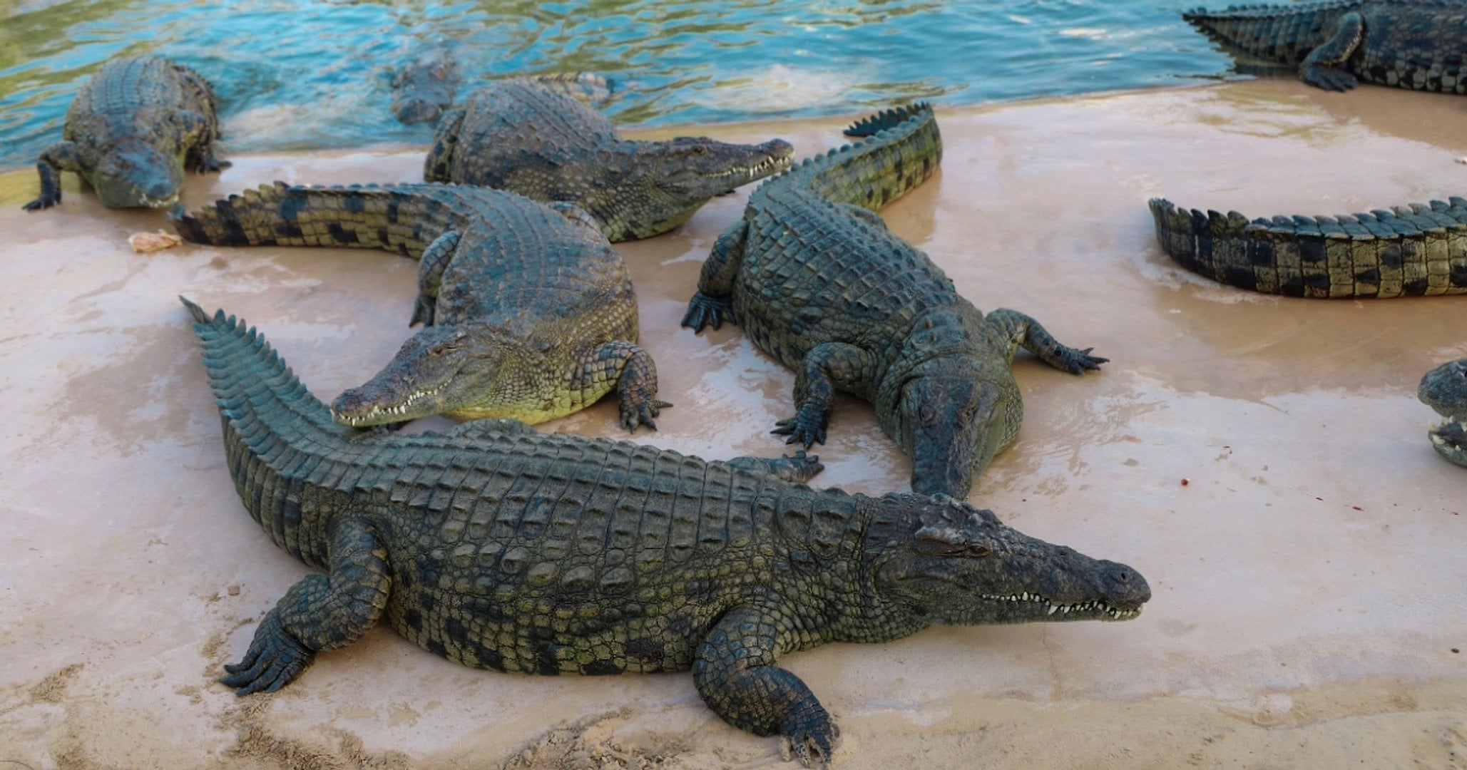 Parque dos Crocodilos de Dubai - Imagen 4