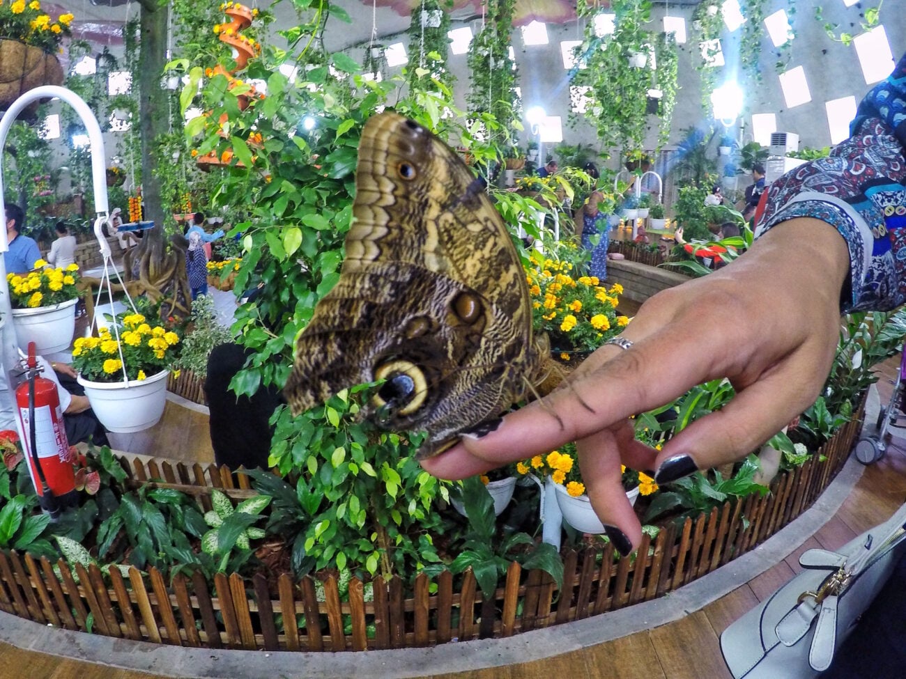 Recorrido por el Milagro de Dubái y el Jardín de Mariposas con traslados privados de ida y vuelta - Imagen 3