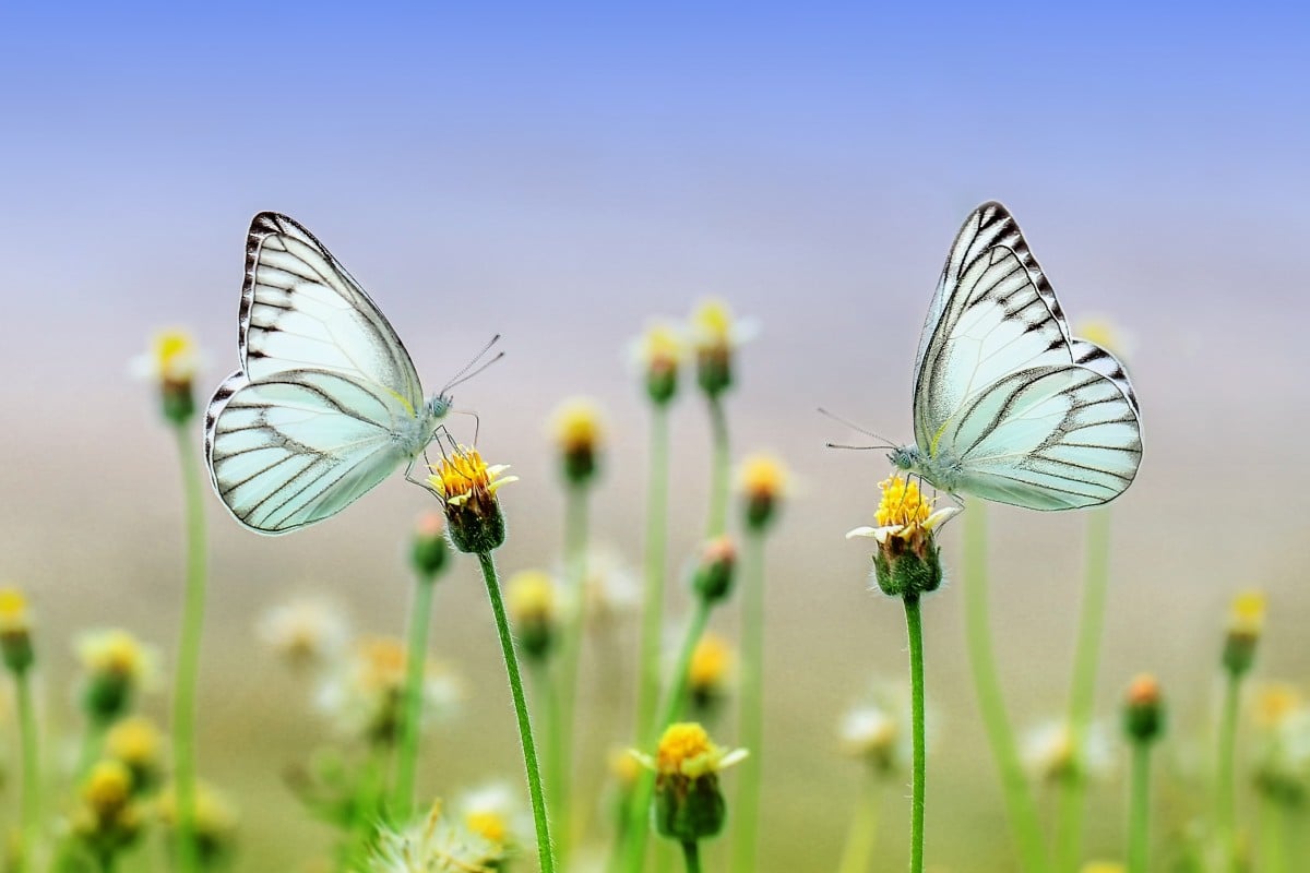 Recorrido por el Jardín de los Milagros y las Mariposas con traslados privados - Imagen 3