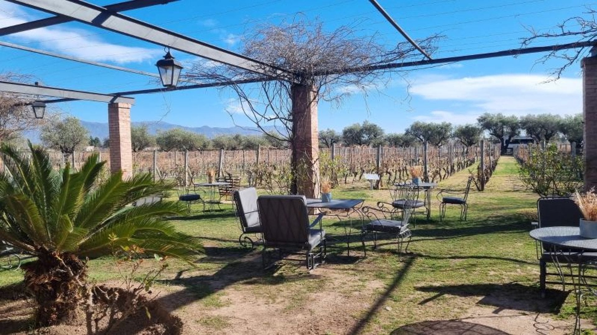 Vinos y oliva en Mendoza - Imagen 2