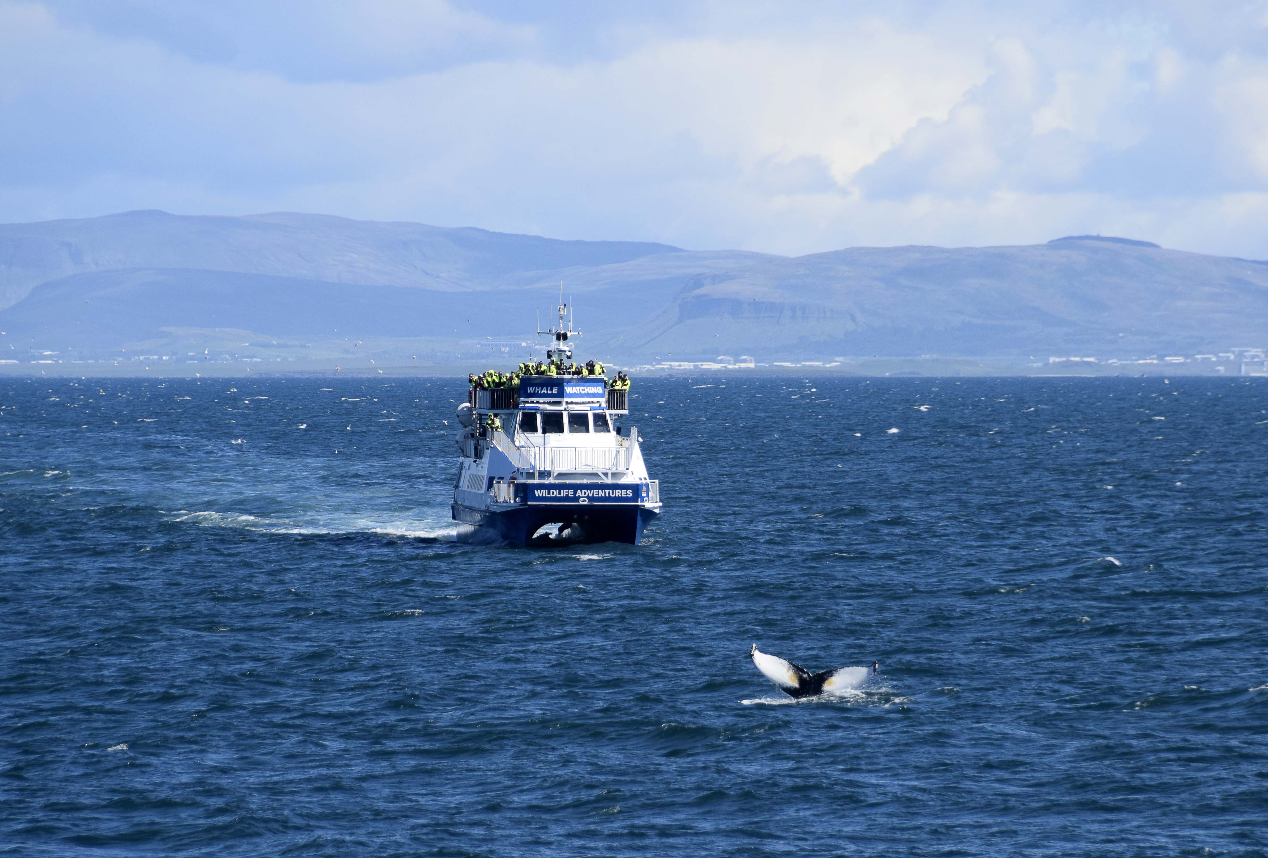 Avistamiento de ballenas desde Reikiavik - Imagen 3