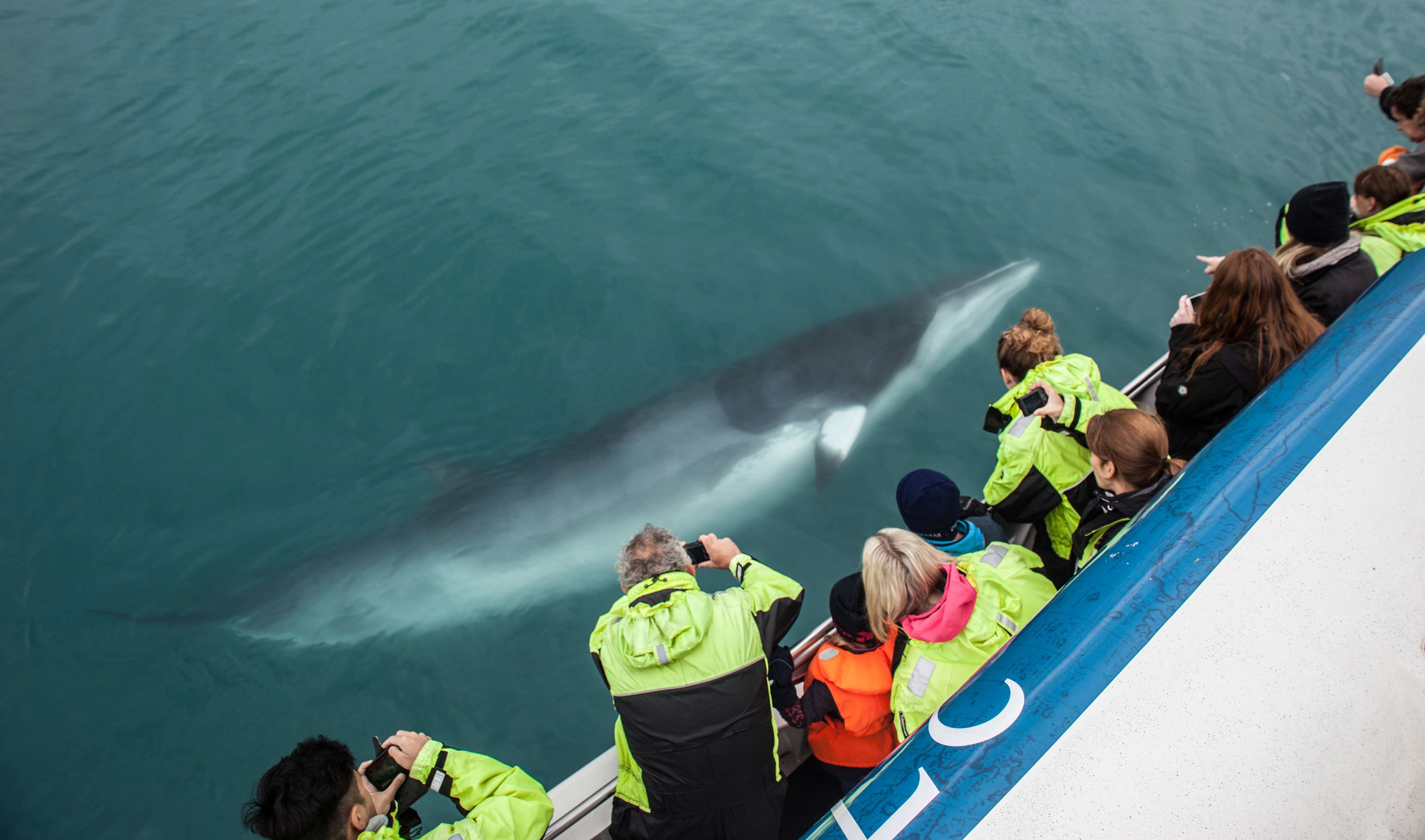 Avistamiento de ballenas desde Reikiavik - Imagen 2