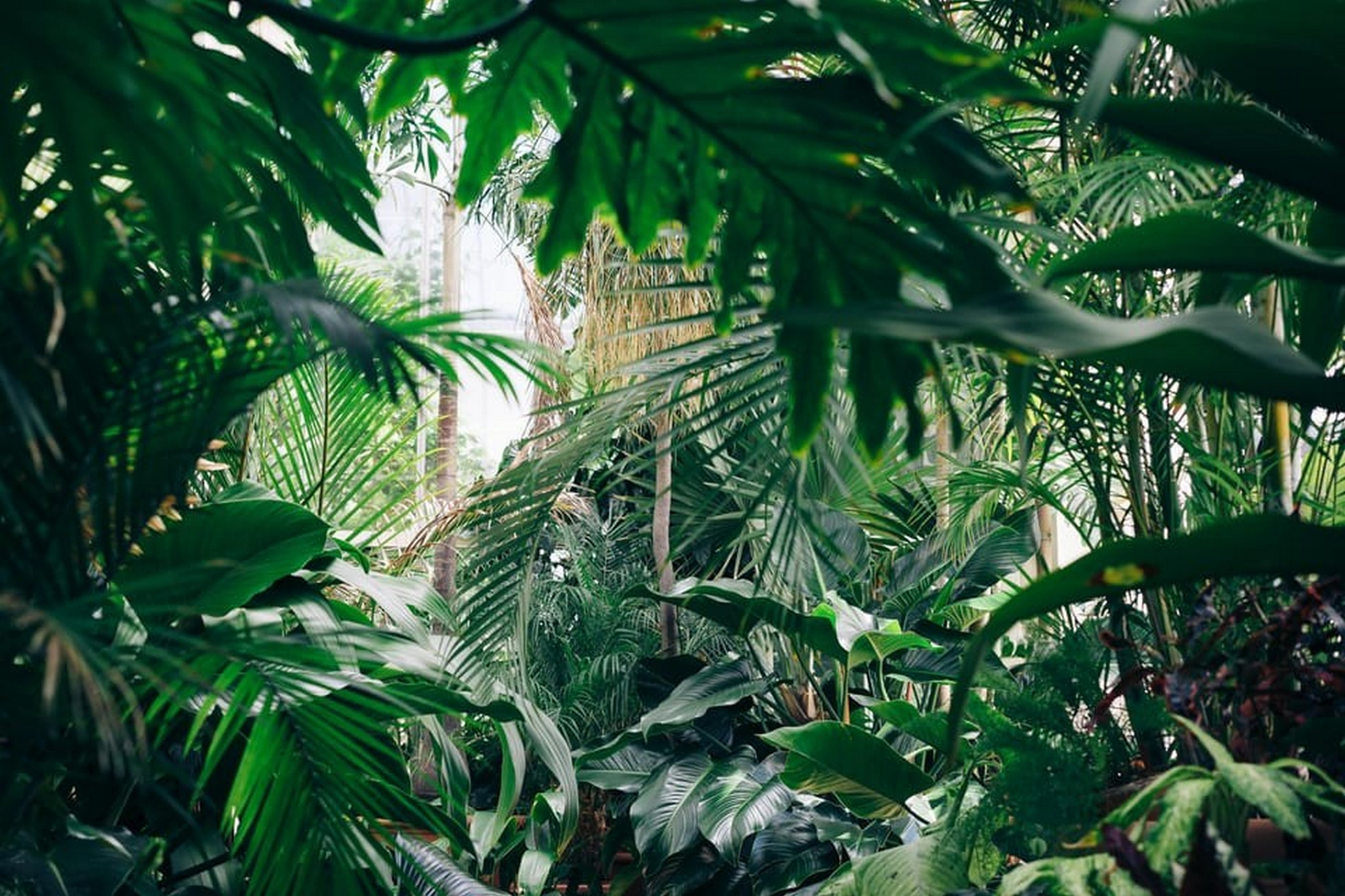 Tour de 4 días por la selva amazónica y las pampas - Imagen 4