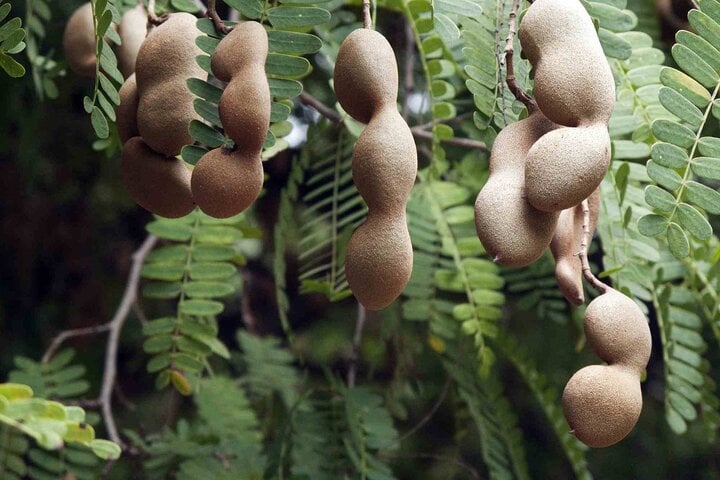 Ecuadors Tropical Fruit Guided Tasting in Quito - Imagen 3