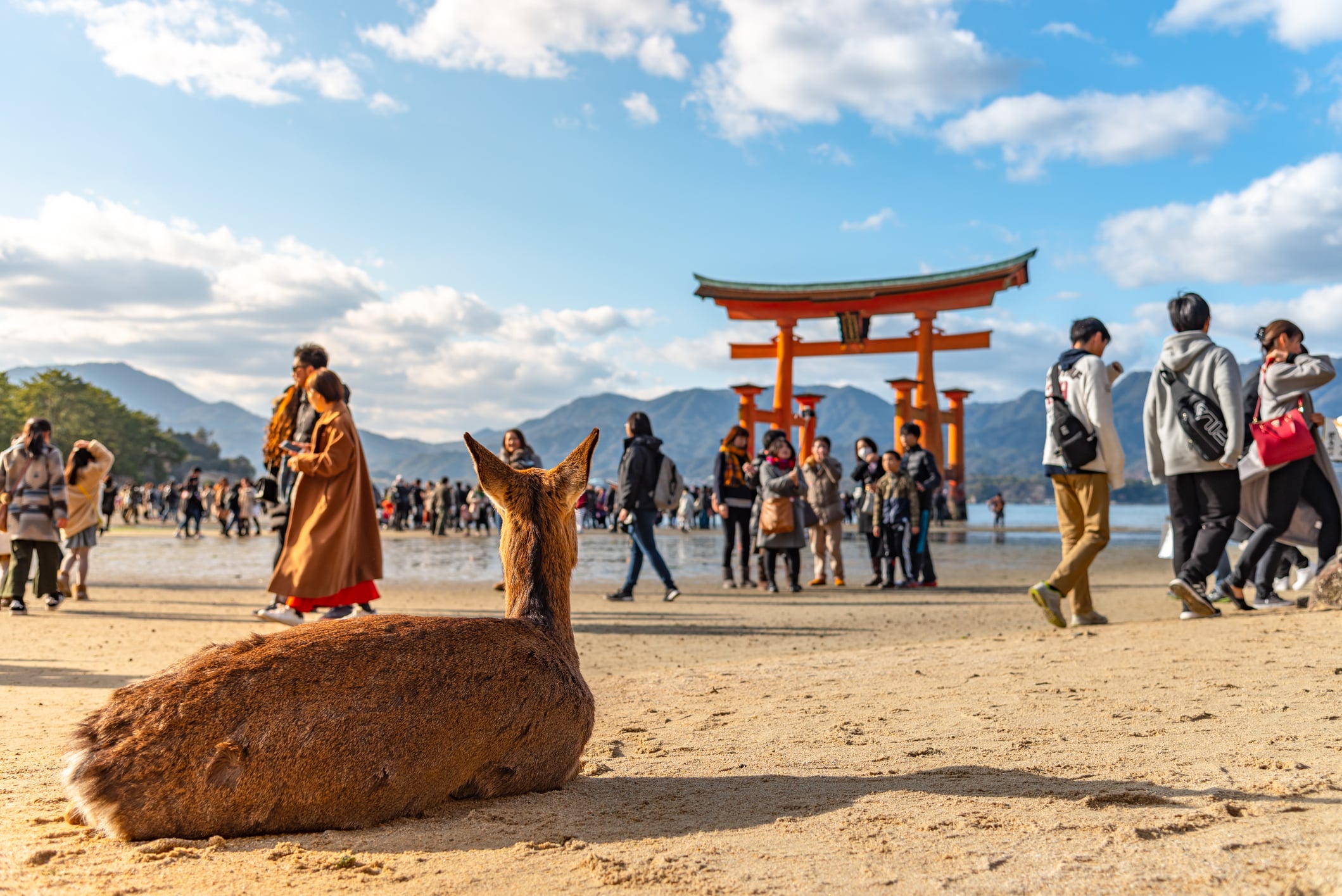 Hiroshima y Miyajima desde Tokio - Imagen 3