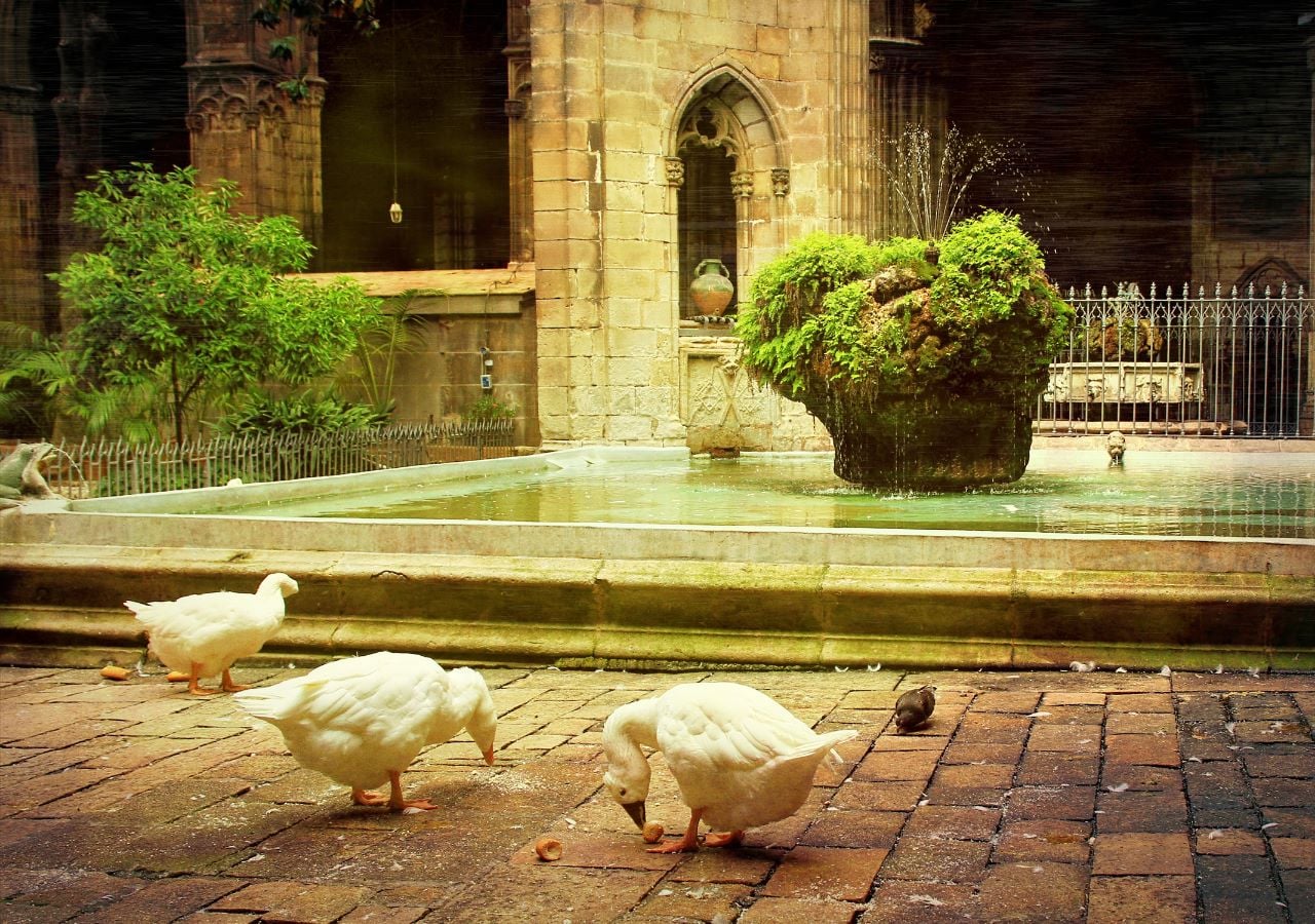Catedral de Barcelona: Entrada, Visita Guiada, Terraza + Experiencia VR - Imagen 4