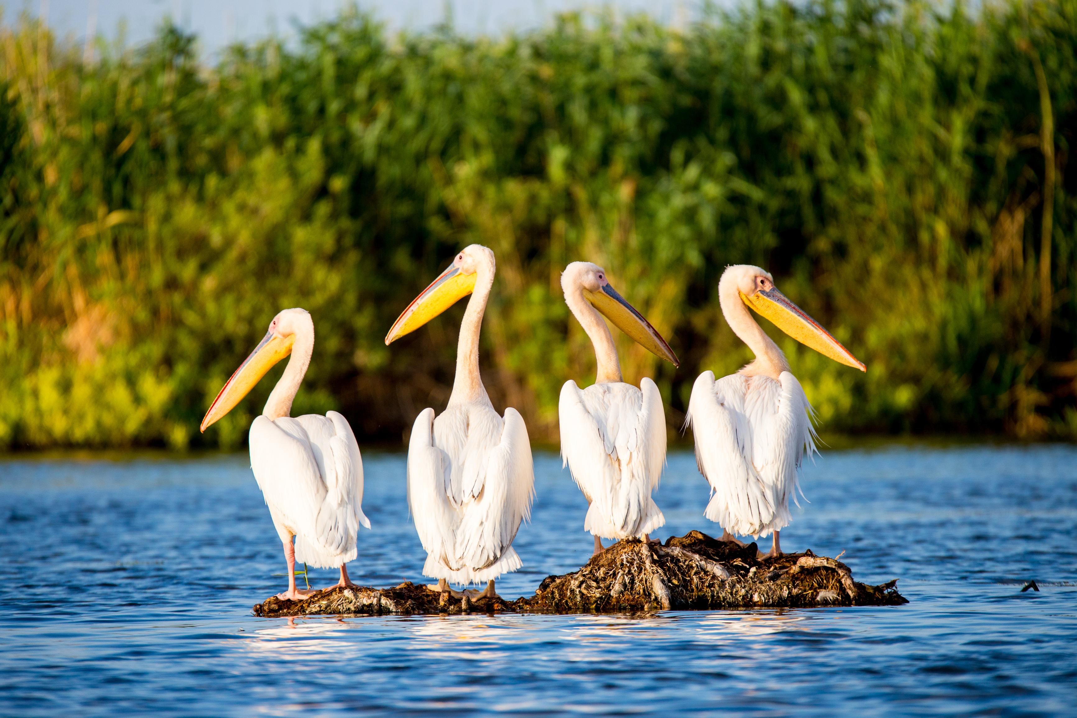 Excursión de día completo al delta del Danubio desde Bucarest - Imagen 3