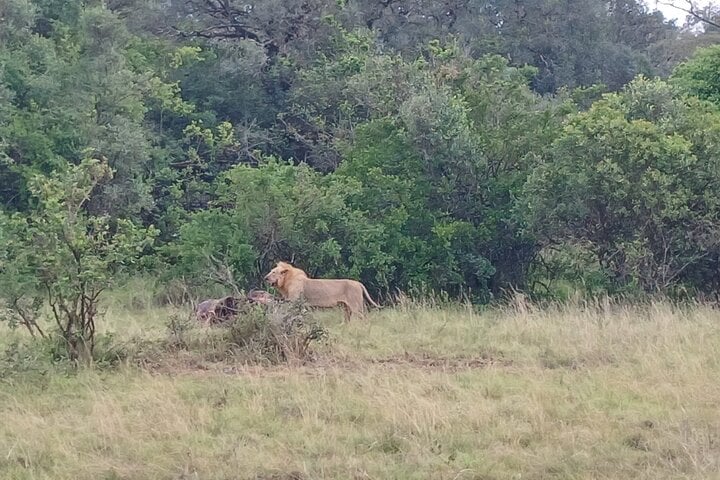 Excursión para observar aves en el Parque Nacional de Nairobi - Imagen 2