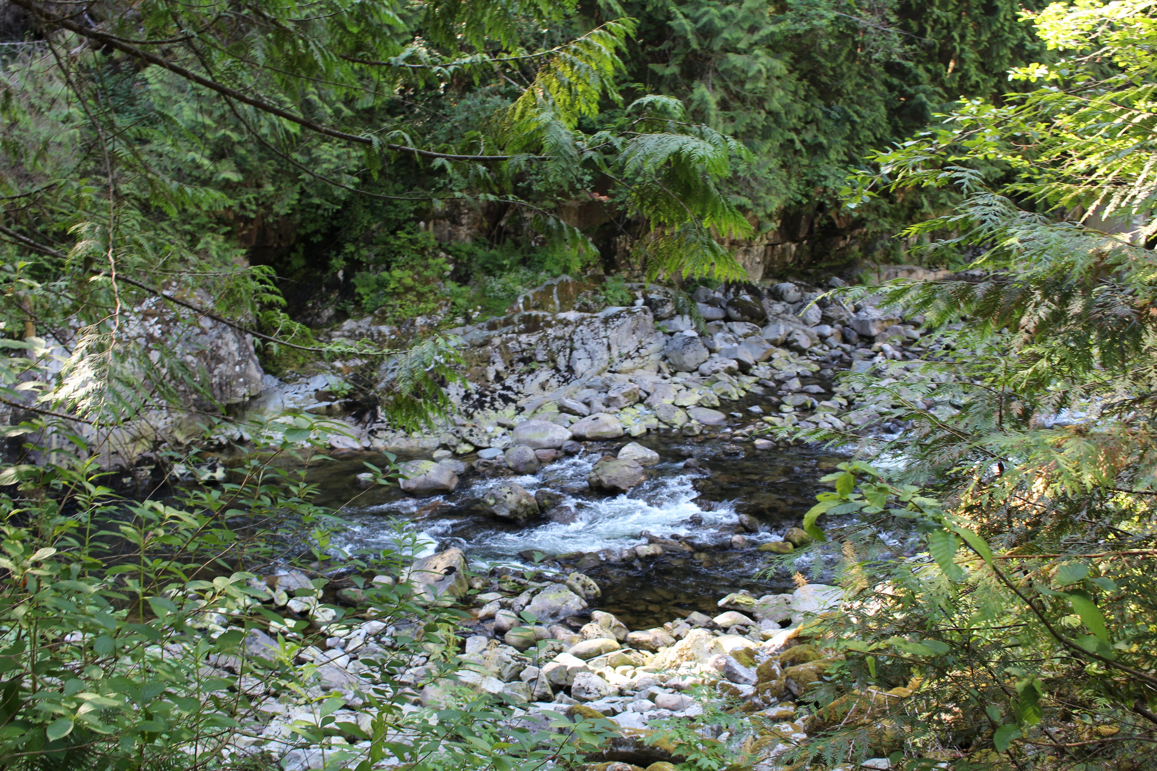 Vancouver Grouse Mountain + Capilano Suspension Bridge Tour - Imagen 4