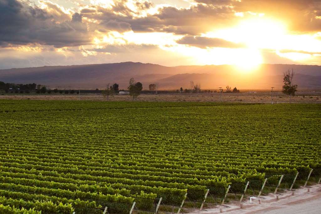 Ruta del Vino y Aceite de Oliva - Imagen 2