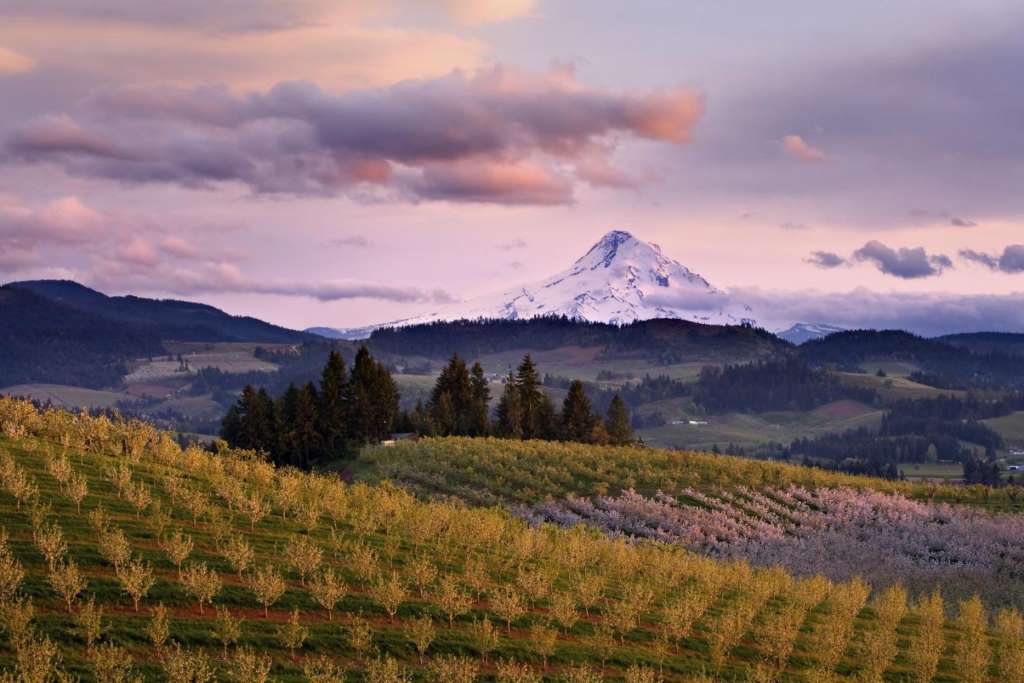 Ruta del Vino y Aceite de Oliva - Imagen 4