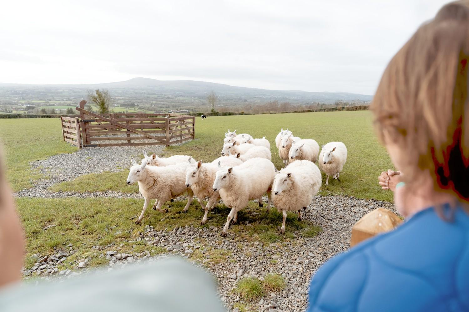 Tour de un día: visita a Wicklow y Glendalough - Imagen 3