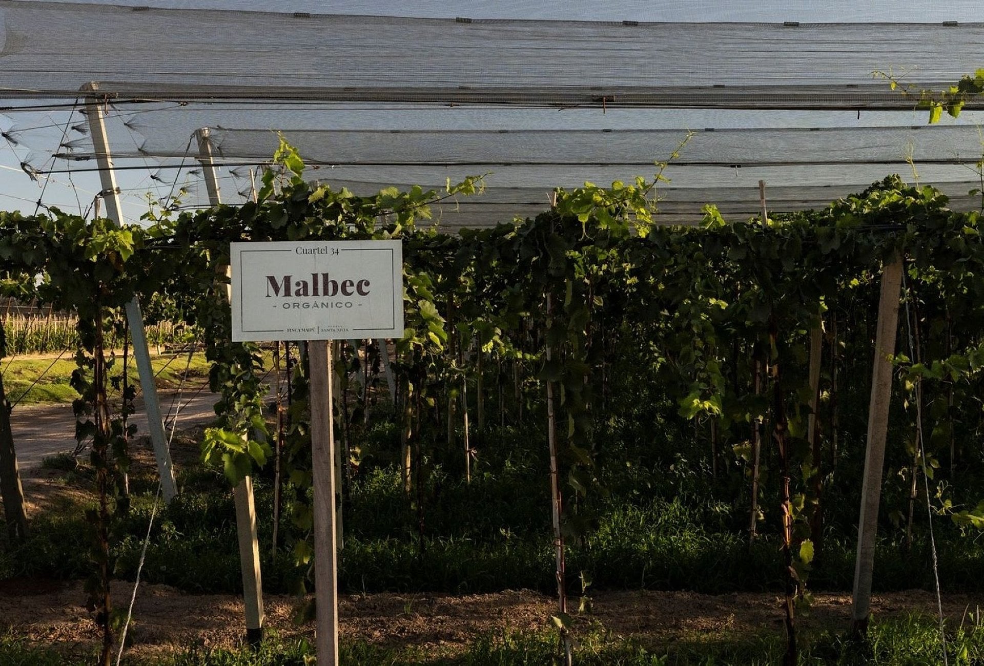 Vinos, viñedos y picnic en bodegas - Imagen 3