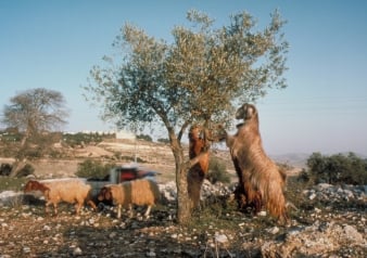 Jerusalén y Belén - Paseo de 1 Día - Imagen 4