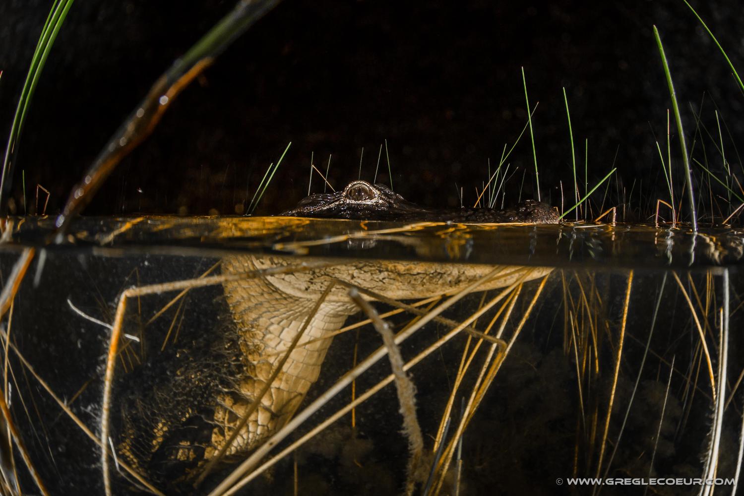 Recorrido nocturno por los Everglades: Parque recreativo Sawgrass - Imagen 4