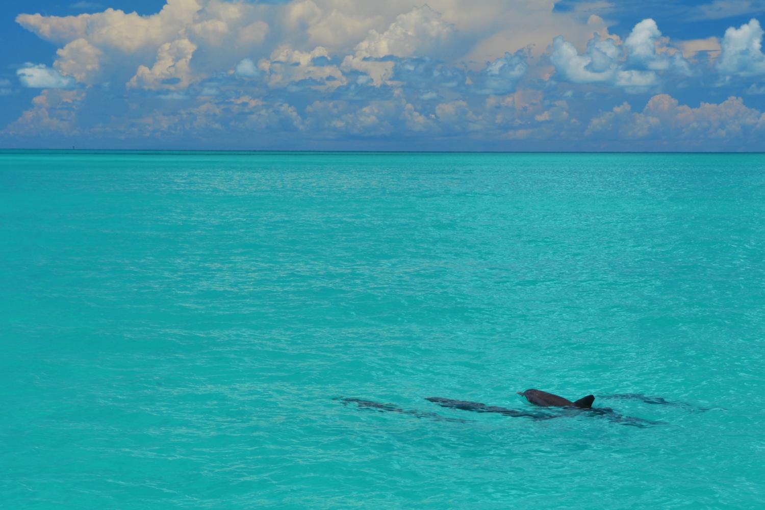 Avistamiento de delfines y esnórquel en Key West - Imagen 4