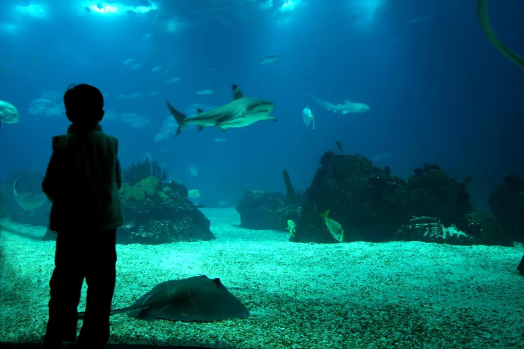 Tour a Temaiken con traslados: Un Viaje a la Naturaleza - Imagen 4