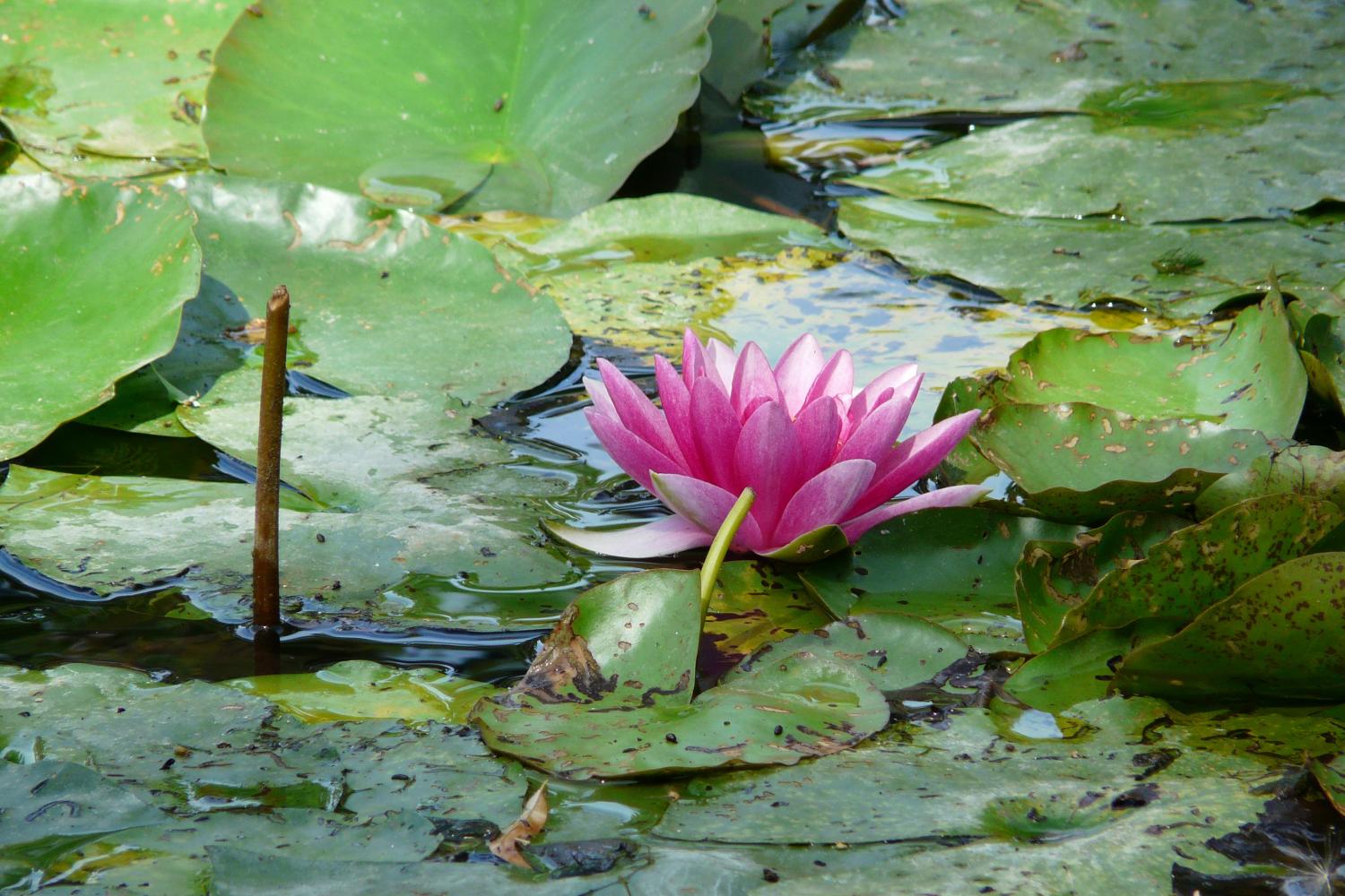 Visita audioguiada de medio día a los jardines de Monet en Giverny - Imagen 3