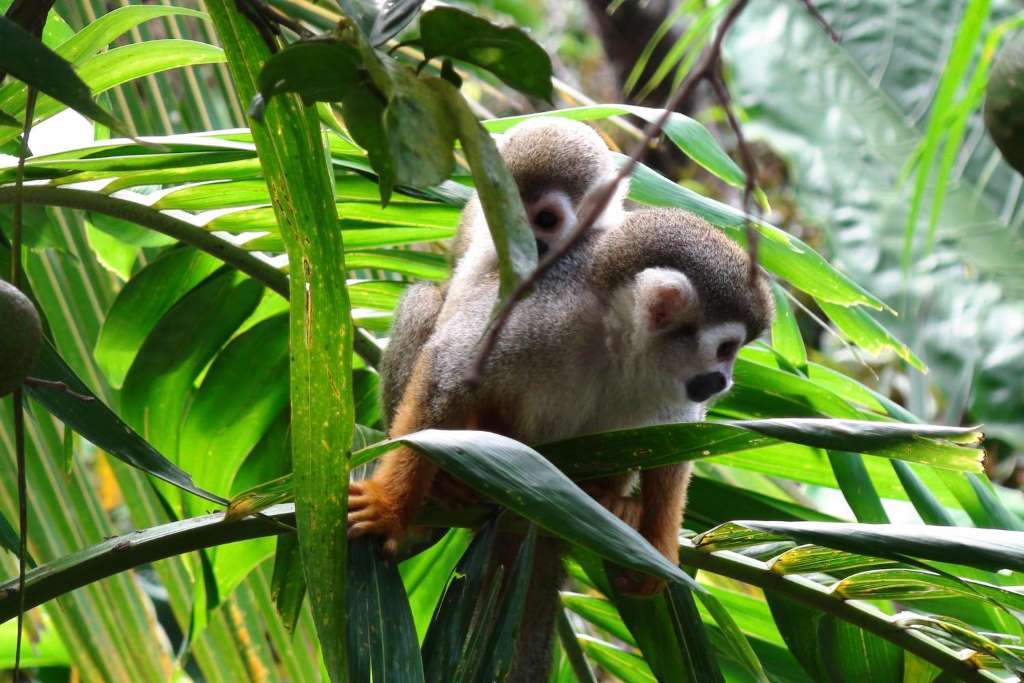 Monkey Land Explorer más Aventura en Tirolesa - Imagen 4