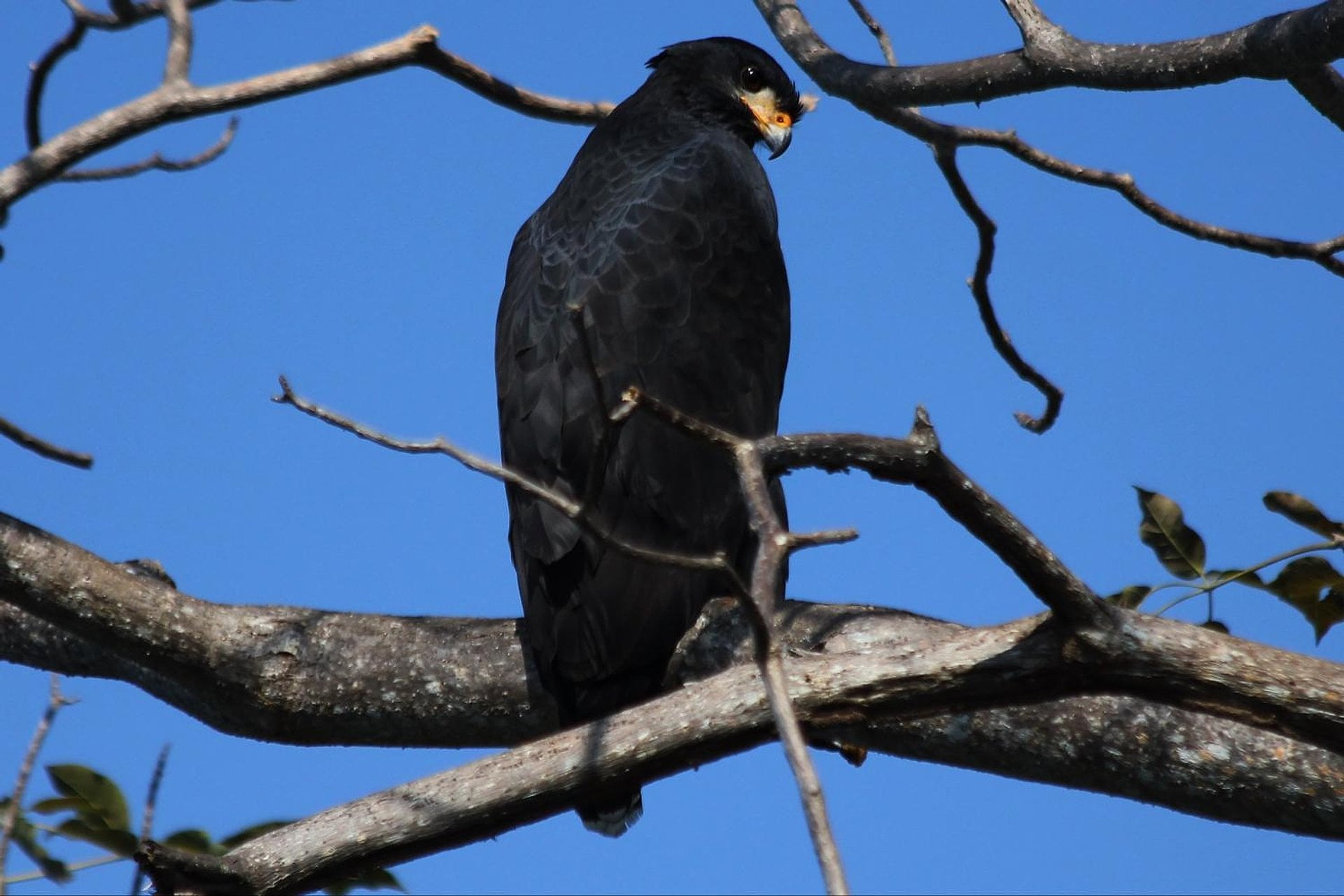 Observação de pássaros na foz do rio Vallejo - Imagen 3