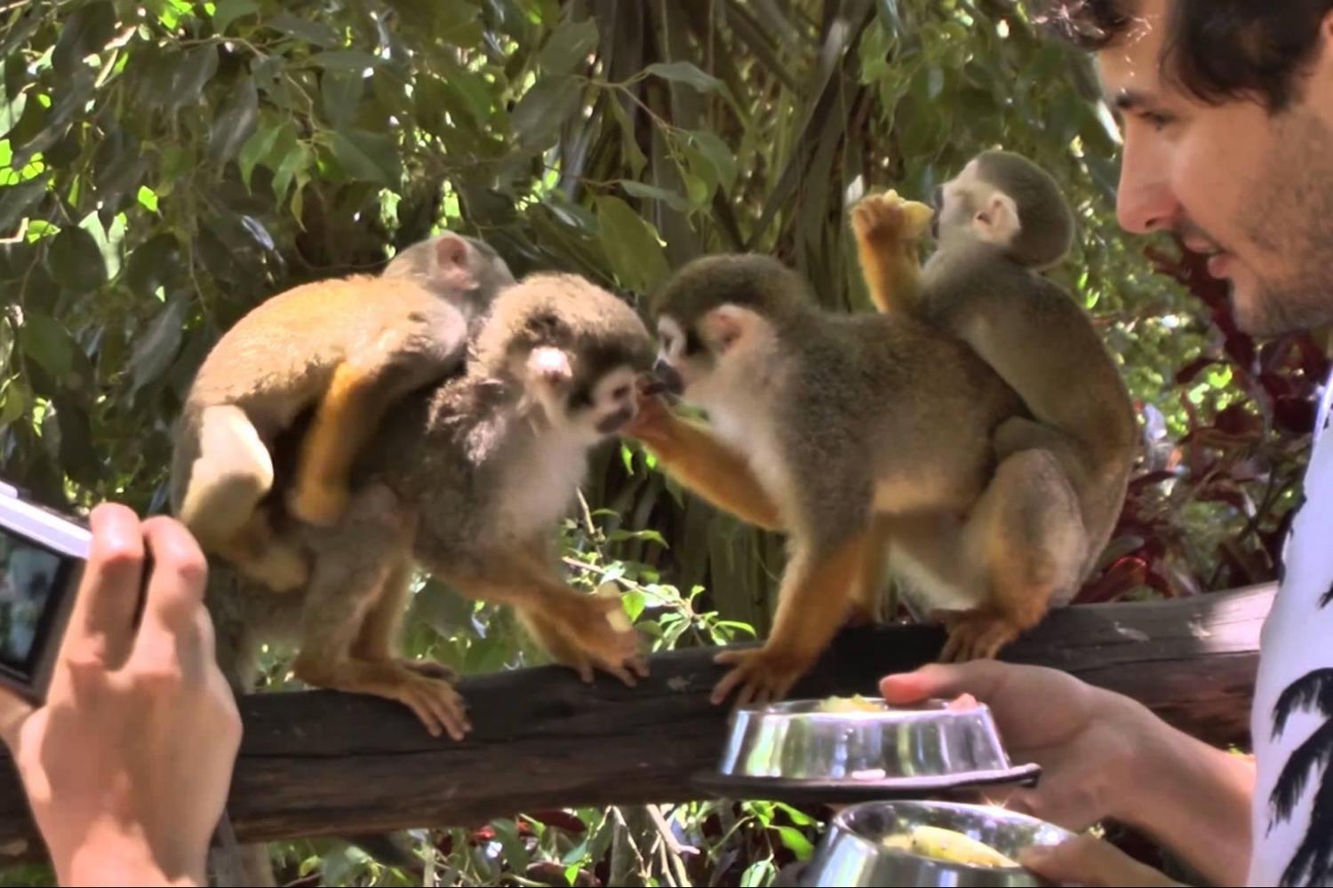 Explore la Tierra de los Monos desde Punta Cana - Imagen 3