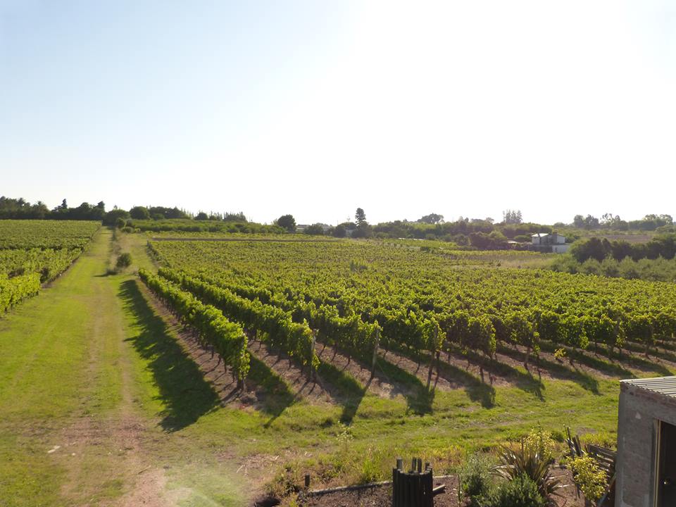 Tour a Bodega Pizzorno - Imagen 2