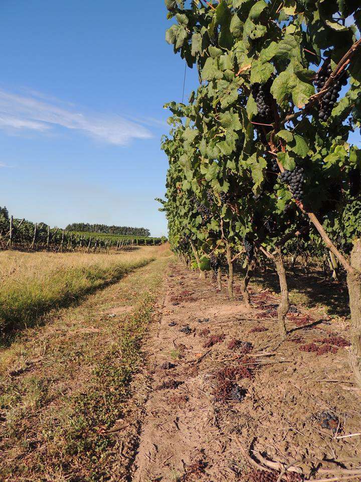 Tour a Bodega Pizzorno - Imagen 4