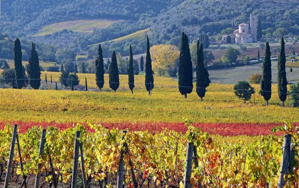 Chianti Classico, Montalcino, Montepulciano - Imagen 2