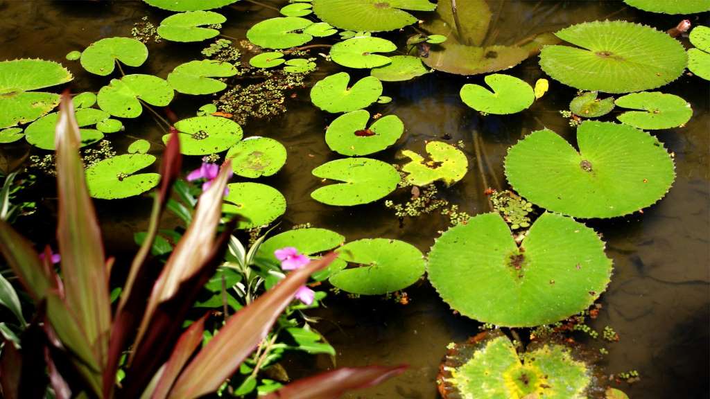 Visita guiada al Jardín Botánico - Imagen 2