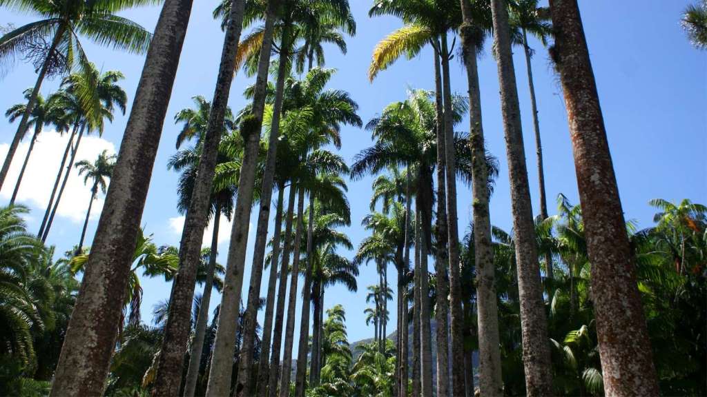 Visita guiada al Jardín Botánico - Imagen 4